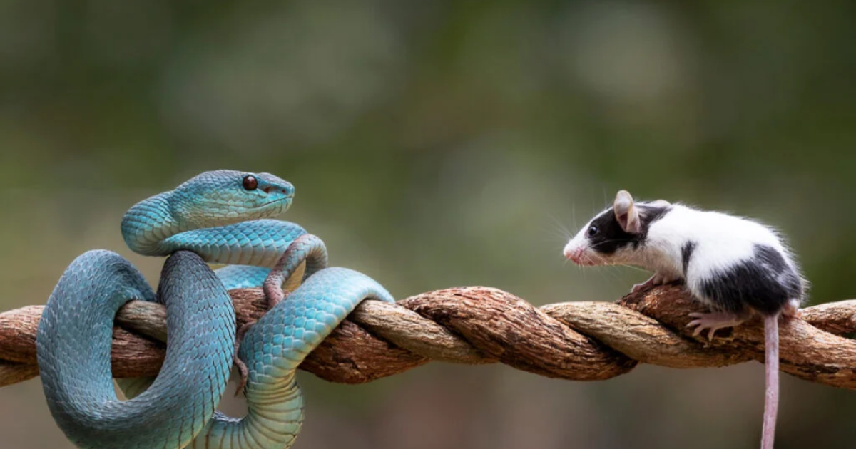 What Eats Mice? Natural Predators and Common Solutions