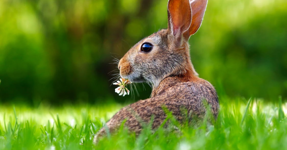 What Animals Eat Grass: Exploring Nature’s Grazers