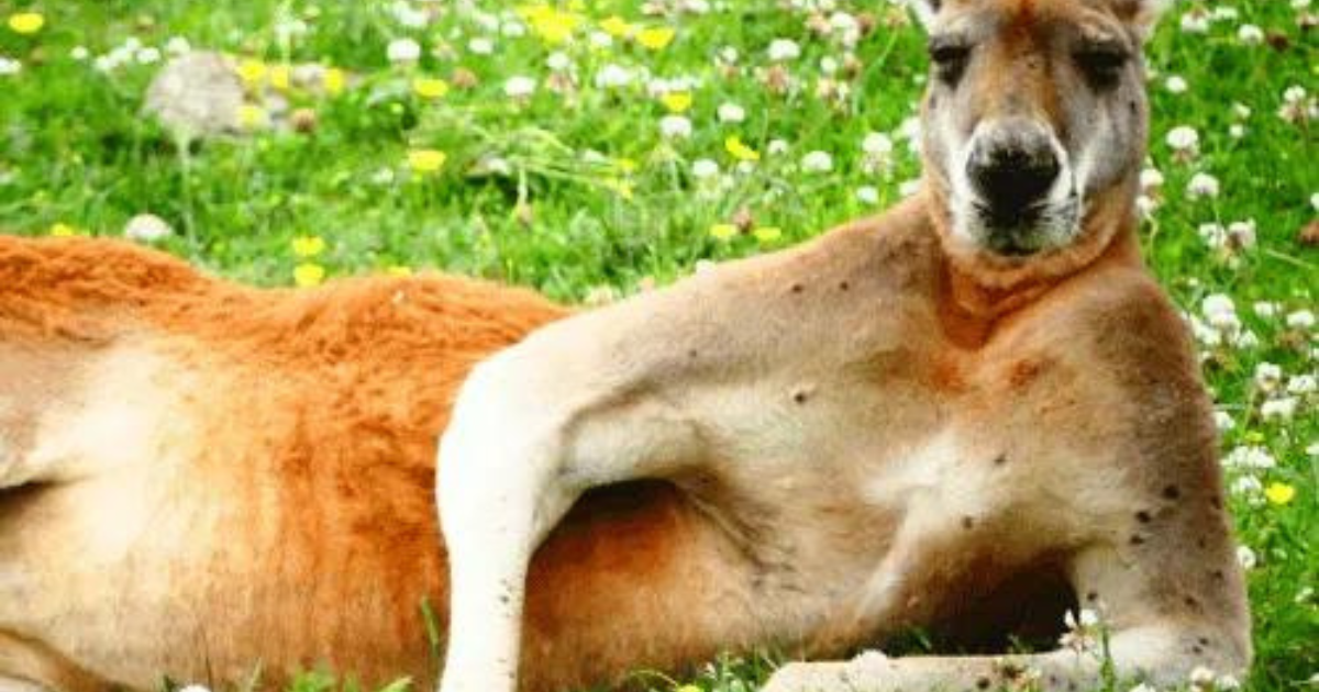 What Does Kangaroo Taste Like? A Guide To The Unique Flavors Of Kangaroo Meat