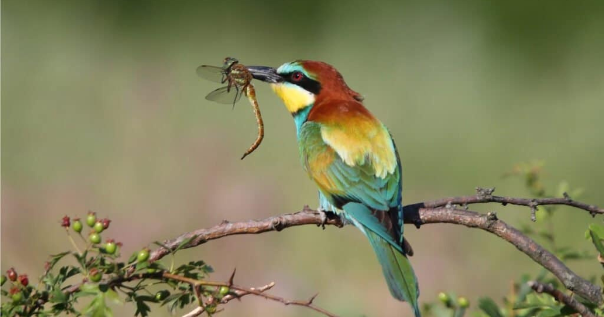 What Eats Bees? A Look At Nature’s Bee Predators